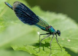 021 - petite camarque